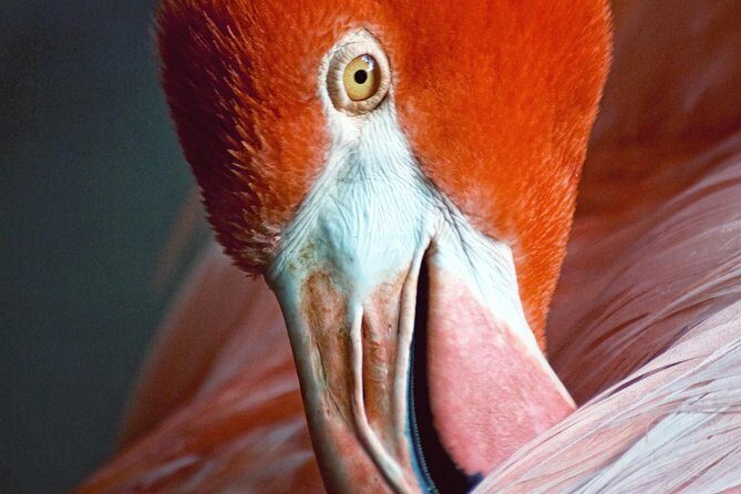 Skip the Line: Flamingo Gardens Admission Ticket in Fort Lauderdale - FAQ