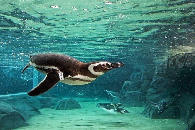 Skip the Ticketing Line: Aquarium of the Pacific General Admission Ticket - Analyzing the Value