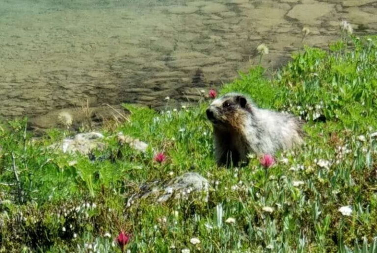 Skoki Lake Louise Daily Guided Hike in the Canadian Rockies - The Value and Practicalities
