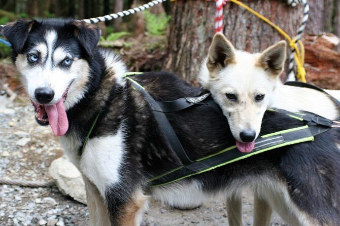 Sled Dog Adventure in Skagway - FAQ
