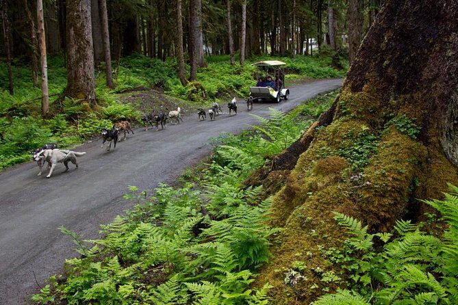 Sled Dog Discovery in Juneau - Final Thoughts