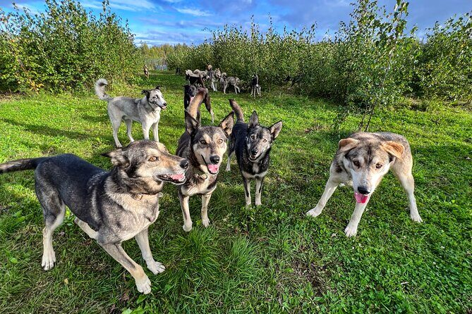 Sled Dog Kennel Tour - Who Will Love This Tour?
