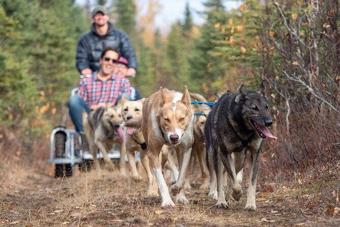 Sled Dog Ride and Scenic Drive from Anchorage - Practical Details and What You Should Know