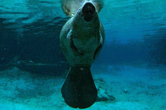 Small Group 6 Passenger Manatee Swim - Who Should Consider This Tour?