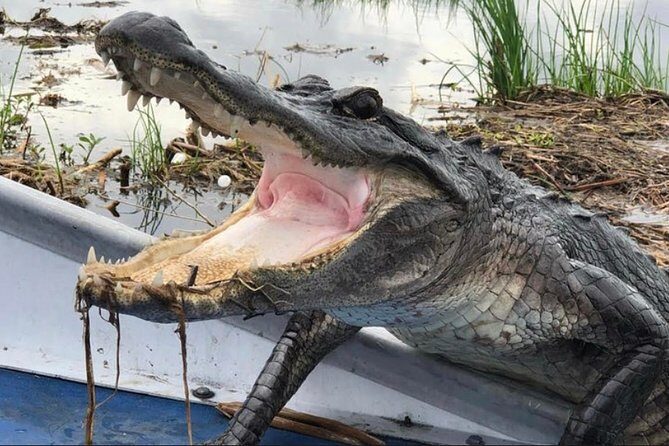 Small-Group Airboat Swamp Tour with Downtown New Orleans Pickup - Summary: Who Will Love This Tour?