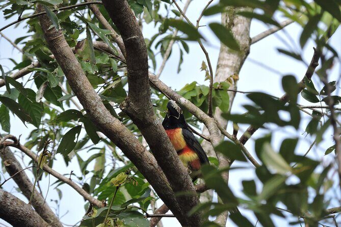 Small-Group Birdwatching Sian Kaan with professional guide - The Value of the Experience
