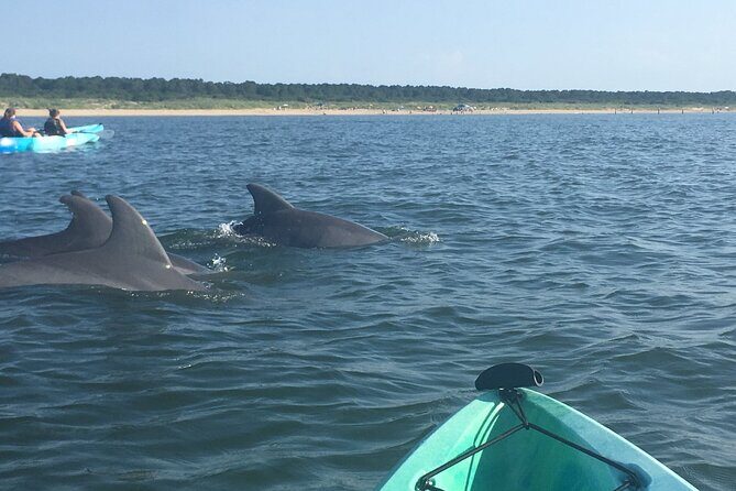 Small Group Dolphin Kayak Eco-Tour - The Itinerary Breakdown