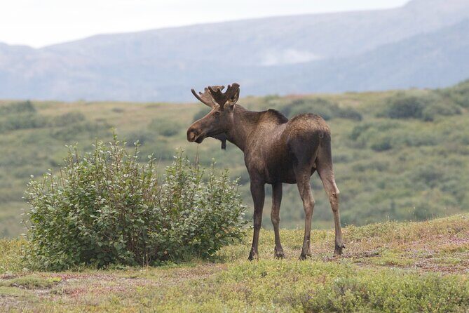 Small-Group Flight Denali National Park Tour with Guided Hike - The Itinerary: How the Day Unfolds