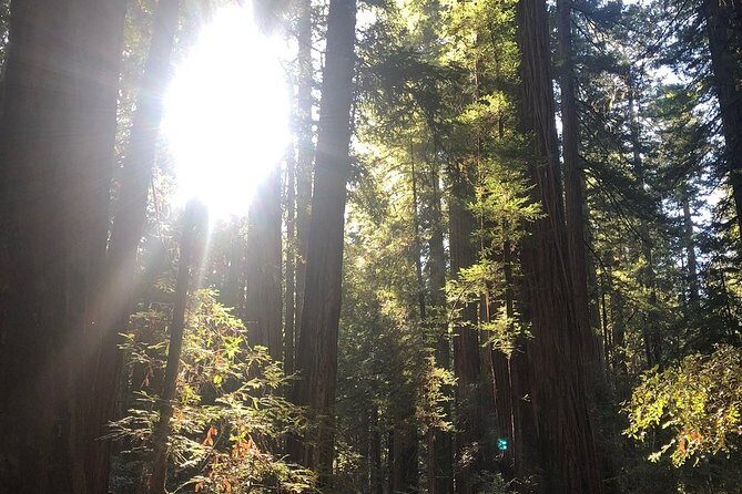 Small-Group Giant Redwoods and Russian River Wine Country Trip - Authentic Feedback from Travelers