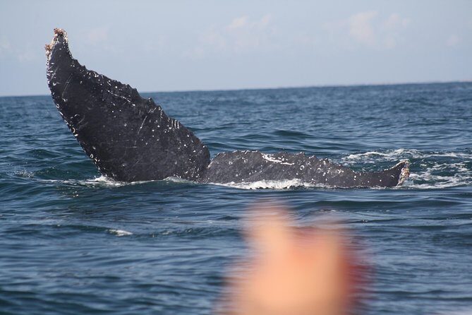 Small-Group Half-Day Whale-Watching Tour in Puerto Vallarta - The Journey & Whale Watching