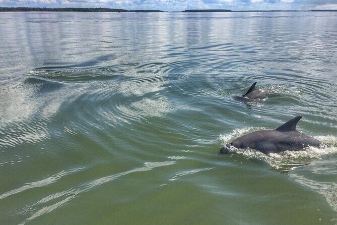Small Group Hilton Head Morning Dolphin and Donut Cruise - Analyzing the Cost and Value