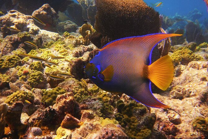 Small Group Key West Snorkel Adventure - Who Should Book This Tour?