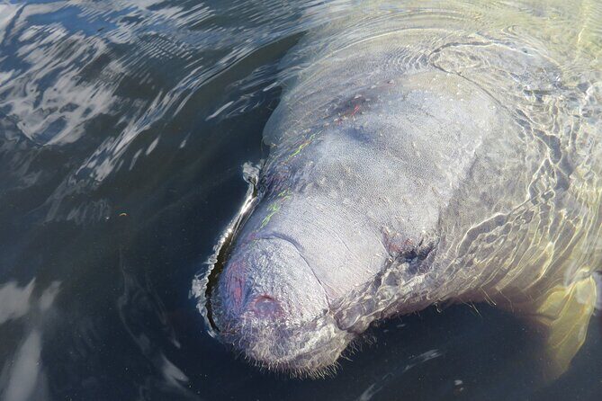 Small Group Manatee Discovery Kayak Tour near Orlando - Considerations and Practical Tips