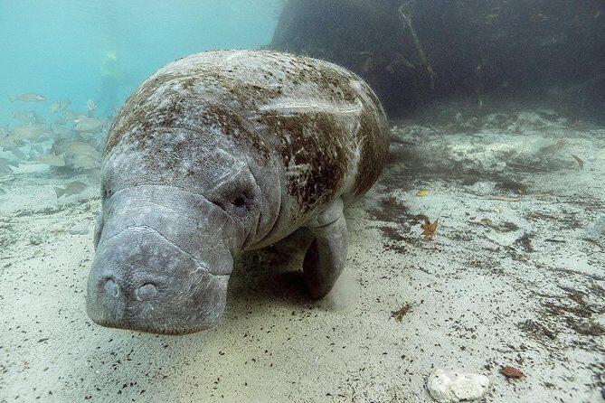 Small group Manatee Tour with In-Water Divemaster/Photographer - Who Will Love This Tour?