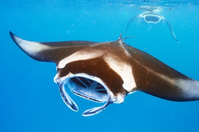 Small-Group Manta Ray Night Snorkel from Kona - Who Should Consider This Tour?