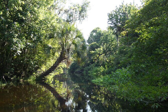 Small Group Scenic Wekiva River Kayak Tour near Orlando - Why Travelers Love This Tour