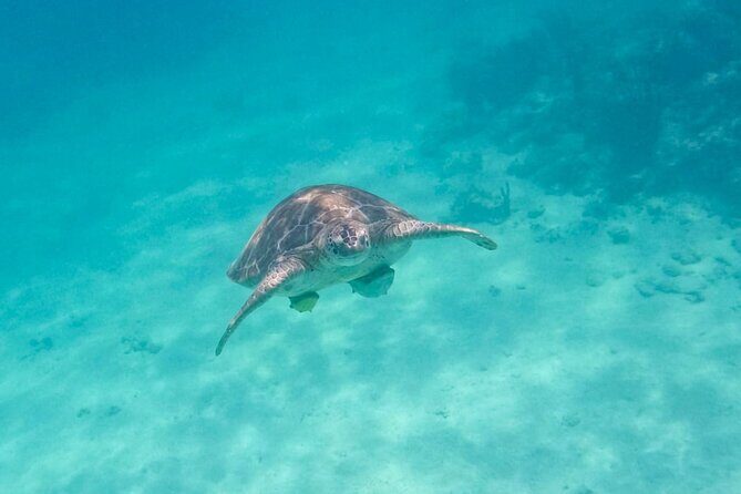 Small Group Semi Private Akumal and Cenote Snorkeling Tour - What the Price Gets You and What to Consider