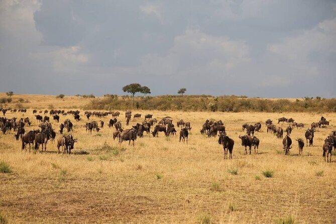 Small Group Serengeti and Ngorongoro Crater Adventure Safari - Authentic Experiences and Highlights