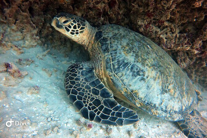 Small Group Shallow Reef Dive in Oahu - The Value of the Experience