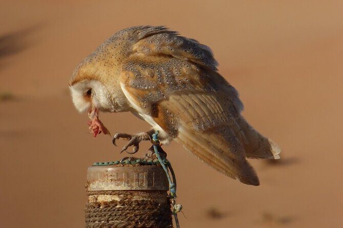 Small-Group Tour: Falcon 2Dubai Falconry Safari - Wildlife Drive in Dubai Desert Conservation Reserve