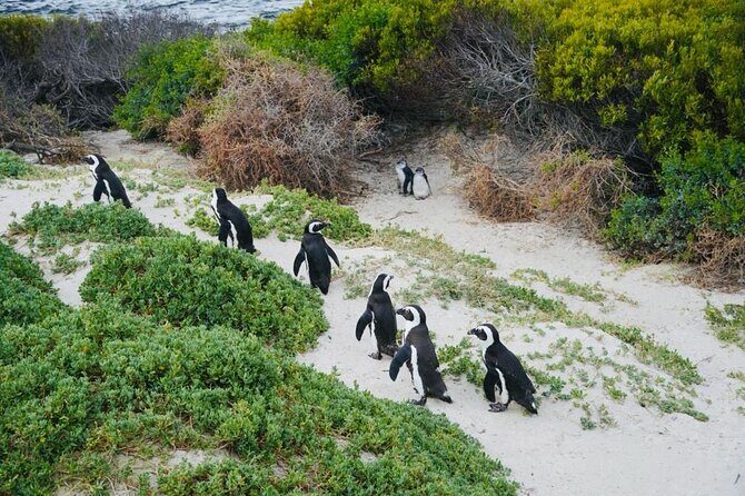 Small Group Tour: Penguins, Cape Point and Cape of Good Hope - Why This Tour Works Well