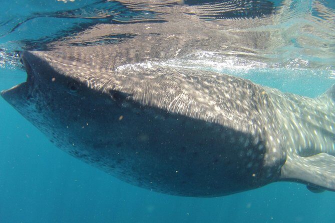 Small-Group Whale Shark and Snorkeling Tour from Cancun - The Breakdown of the Itinerary