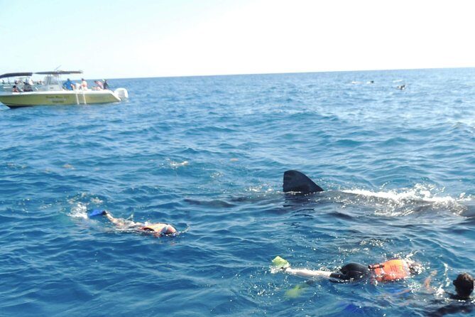 Small Group Whale Shark Encounter - 10 years in business - What the Reviews Say