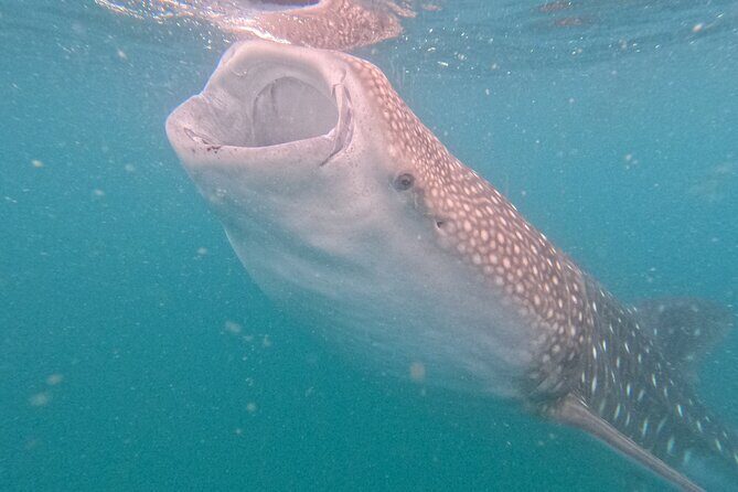 Small group whale shark experiences in La Paz - Considering the Price