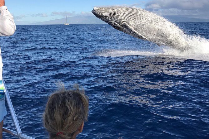 Small-Group Whale Watching Adventure - Authentic Guest Experiences