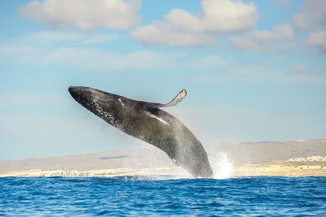 Small-Group Whale Watching Zodiac Boat Cruise in Cabo San Lucas - Authentic Reviews From Travelers