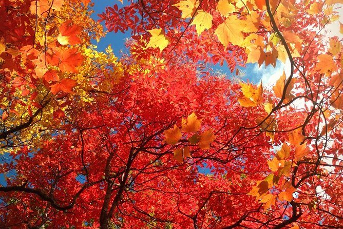 Smoky Mountain Guided Scenic High Van Tour - The Value of This Experience