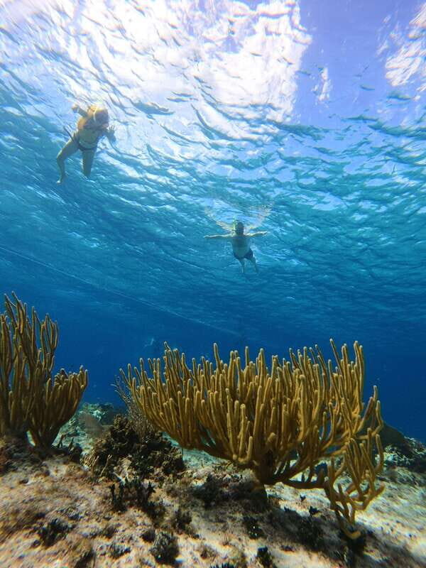 Snorkel along the coast with Chivis Del Mar. - The Experience and Its Value