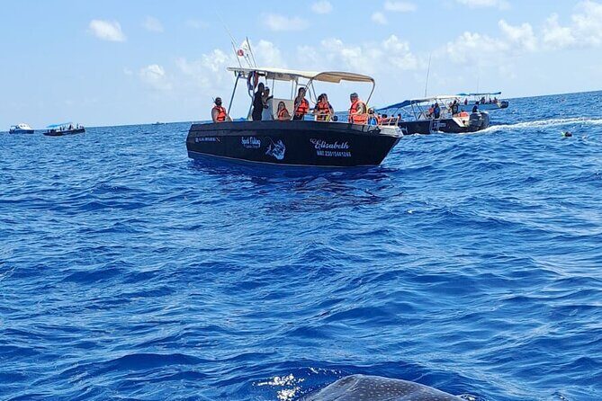 Snorkel and Swimming with Whale Shark in Cancun - Detailed Breakdown of the Itinerary