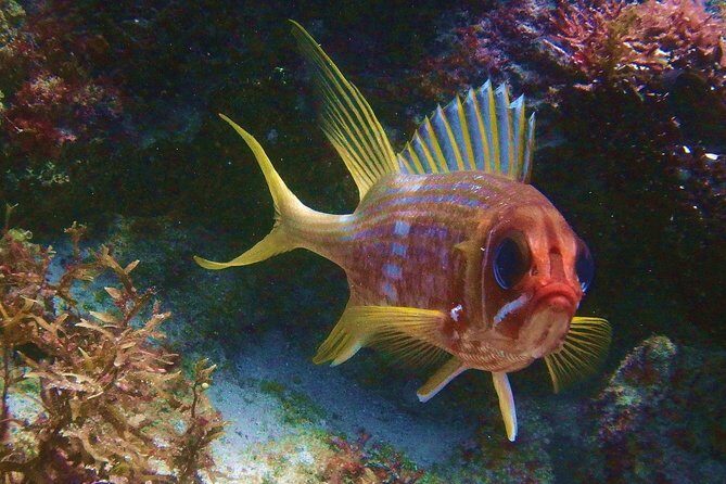 Snorkel at El Farito - The Lighthouse Reservation - The Experience: What You’ll See and Do