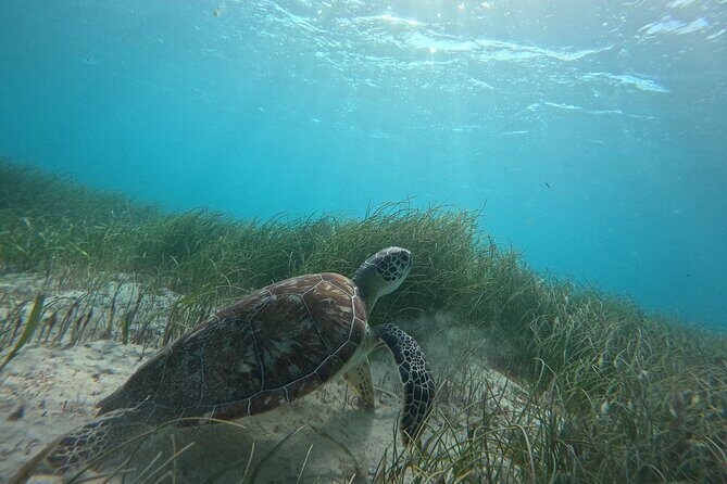 Snorkel at the Reef 2 HOURS Puerto Morelos National park - Frequently Asked Questions (FAQ)