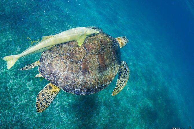 Snorkel boat tour in search of turtles - Who Will Enjoy This Tour?