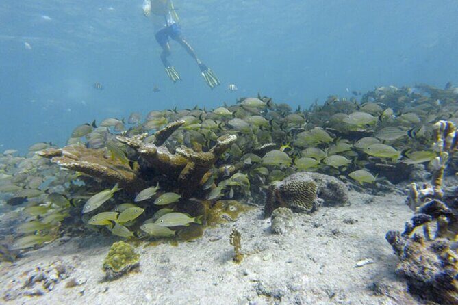 Snorkel Experience In Cancun! Reef and Sunken Ship - Practical Details and Value