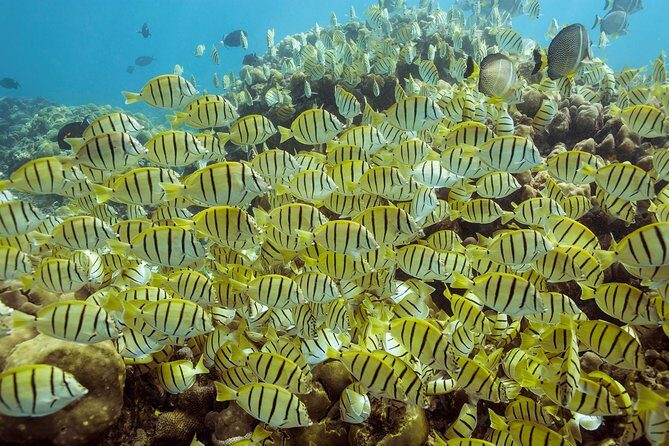 Snorkel & Explore Pelican Rock by Glass Boat + Photos - The Real Value for Your Money