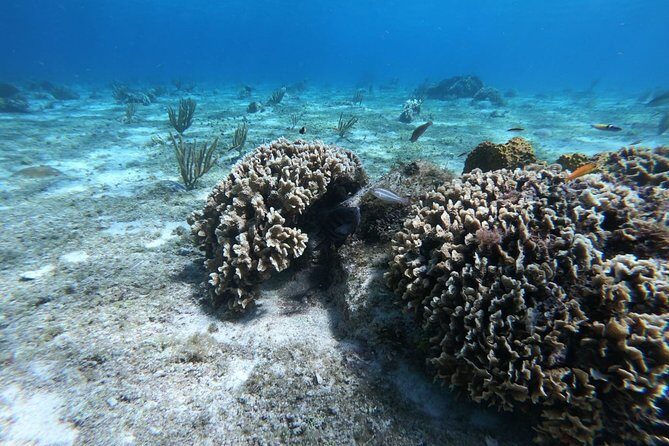 Snorkel In Cozumel! Boat Tour & Snorkel at 3 different Reefs - Authentic Insights from Travelers