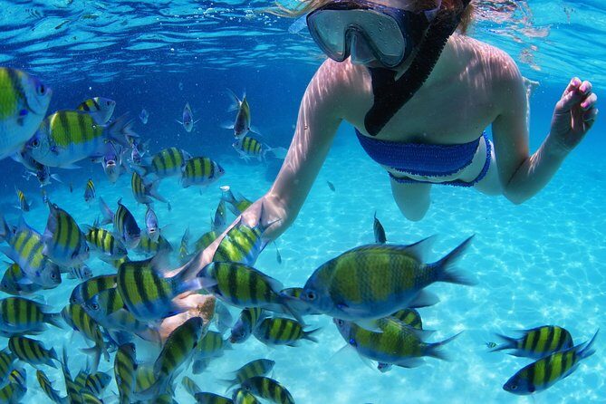 Snorkel in the turquoise Caribbean Sea in Puerto Morelos. Transport included - The Sum Up