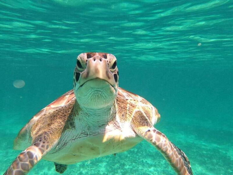 SNORKEL IN TULUM REEF, BOAT RIDE AND CALETA - Who Should Consider This Tour?