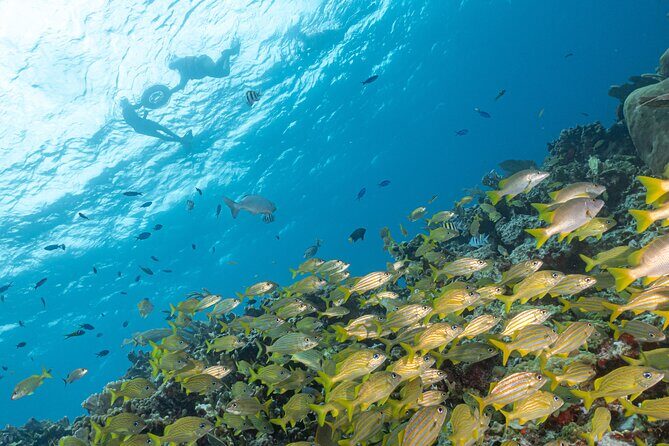 Snorkel Tour at Musa and Manchones Reef - The Sum Up
