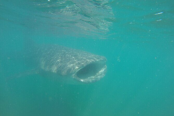 Snorkel Tour with Whale Shark in La Paz - Why This Tour Is Worth Considering