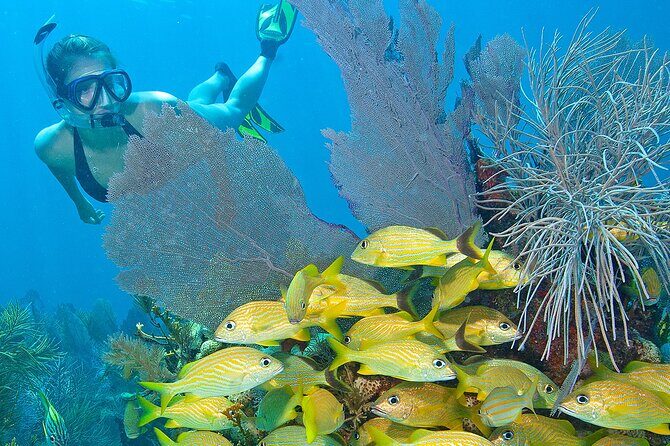 Snorkel Tours to Shallow Coral Reefs at Pennekamp Underwater Park - Final Thoughts