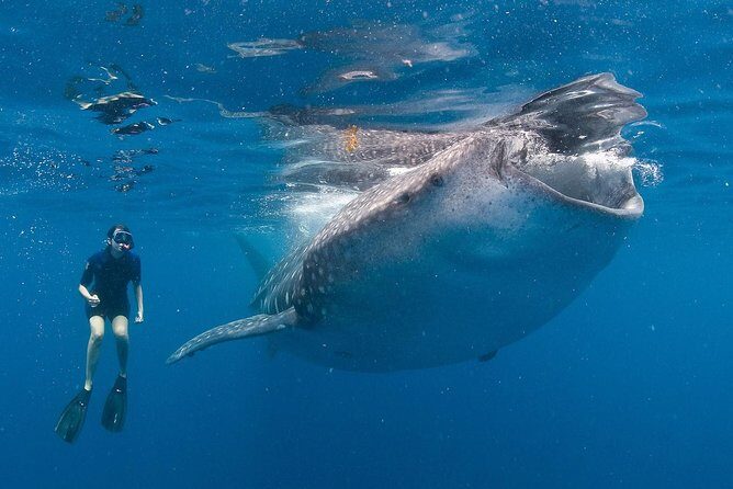 Snorkel with a Whale Shark In Los Cabos - Comfort, Safety, and Practicalities