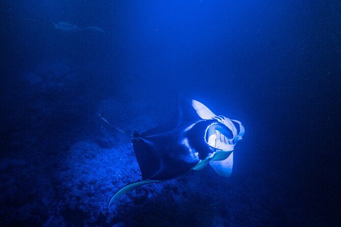 Snorkel With Giant Manta Rays In Kailua Kona - FAQs