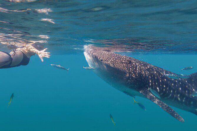Snorkel with Whale Sharks in La Paz - The Experience: Authentic Encounters and Expert Guidance