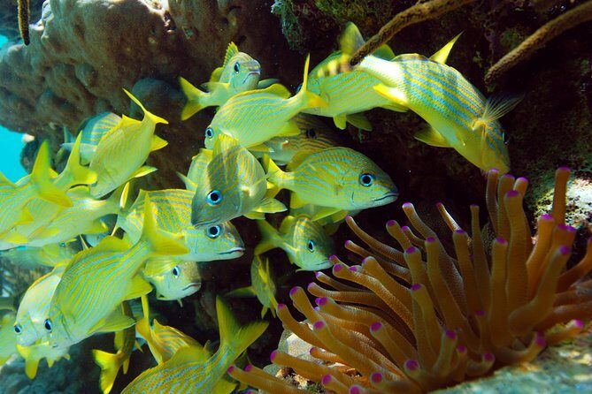 Snorkel Xtreme Cancun - Authenticity and Value