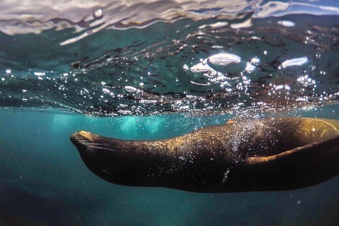 Snorkeling Adventure in La Jolla - Authentic Reviews: What Others Say