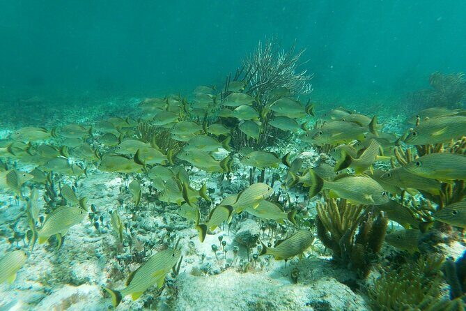 Snorkeling Adventure in Puerto Morelos - Logistics and Value